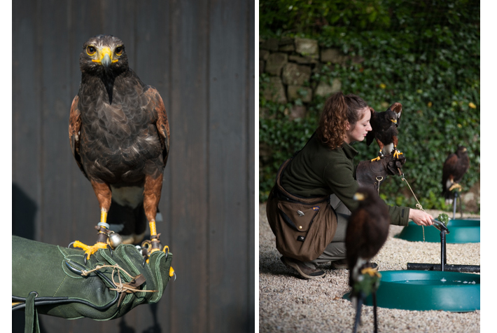 Falconry school