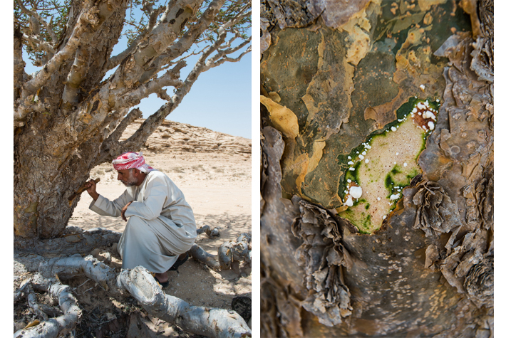 frankincense sap, Wadi Dawkah