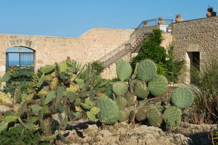 Cactus garden at baglio Donna Franca.