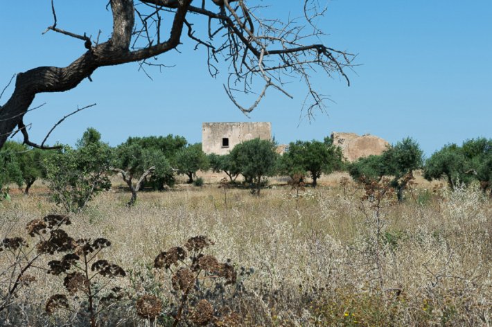 Olive trees, Marsala.