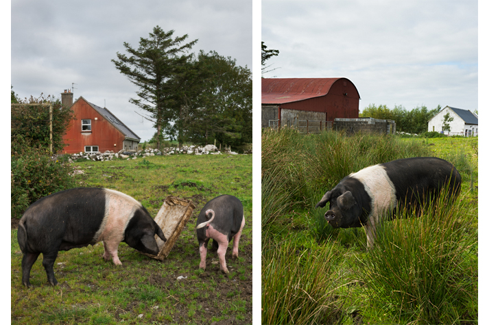 Burren free range pork