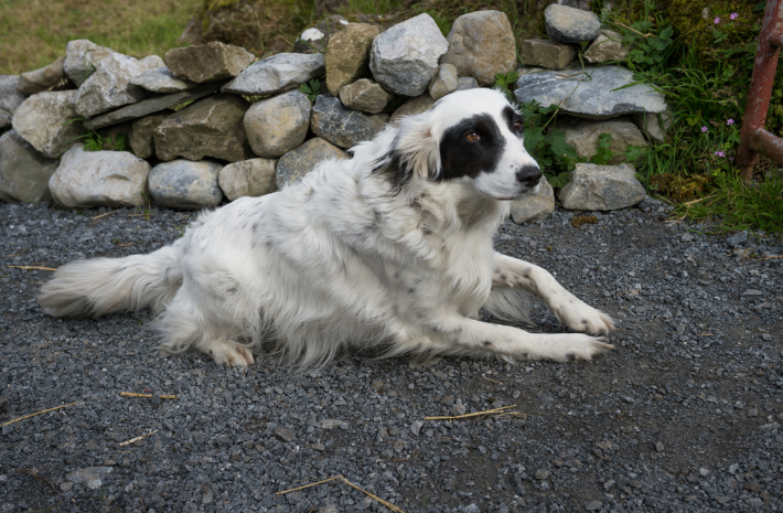 Staff member at Burren free range pork.