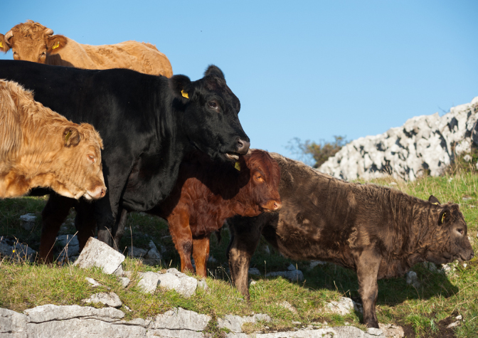 Grazing on upper slopes.