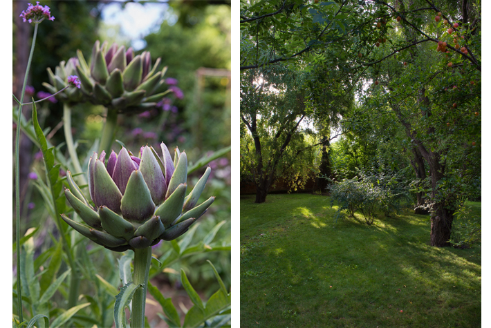 artichoke and plumbs in the garden