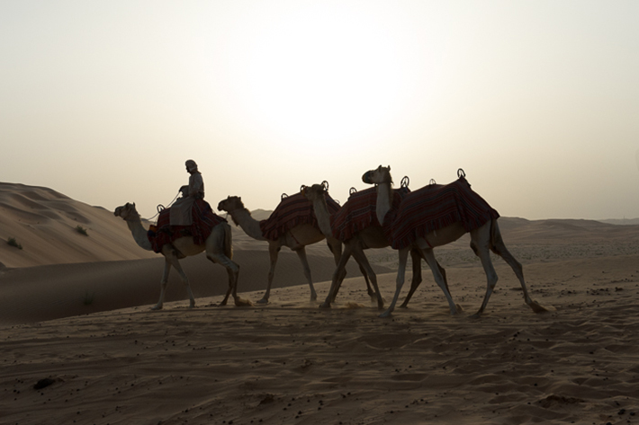 dawn camel ride