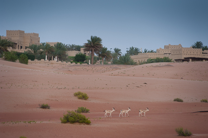 local fauna at dusk