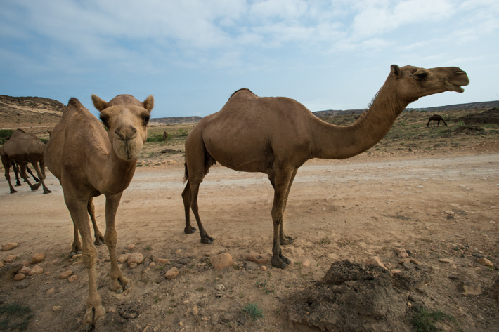 camels at Sumhuram