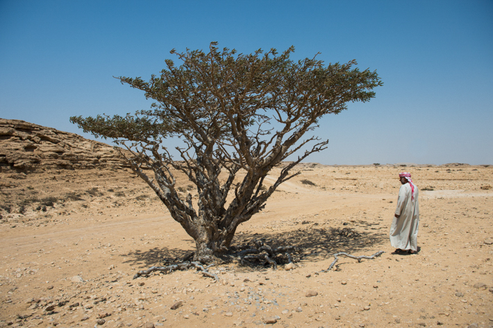frankincense tree, Wadi Dawkah