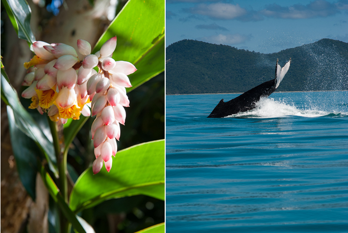 flora, Southern Humpback Whale