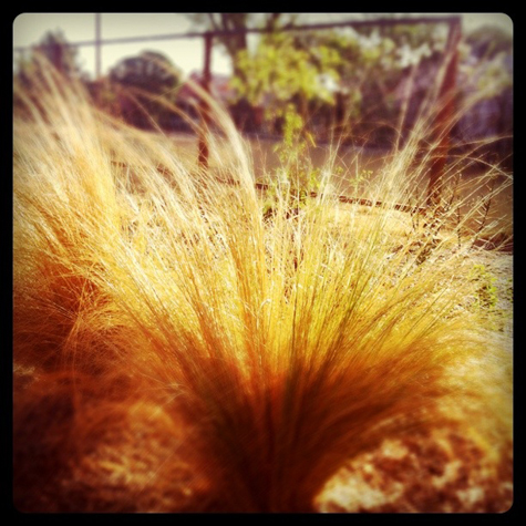 Feather grass