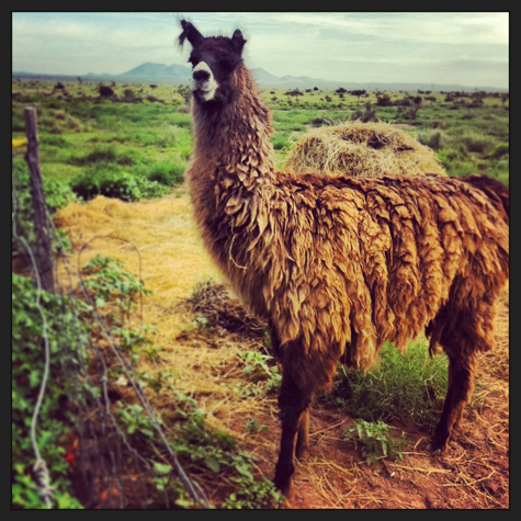 Llama protecting the goats at Marfa Maid Dairy