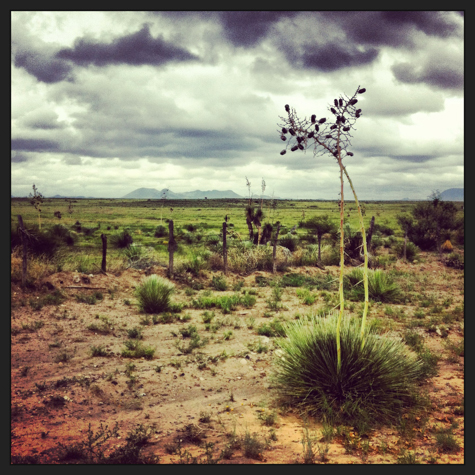 Yuccas grow like weeds here, Davis Mountains in background