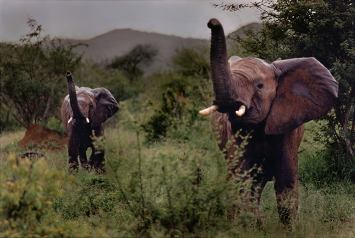 Elephants at dawn