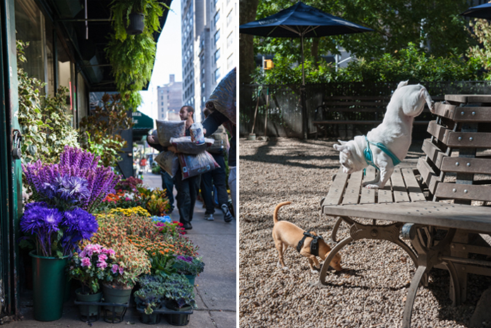 flower district, Madison Square