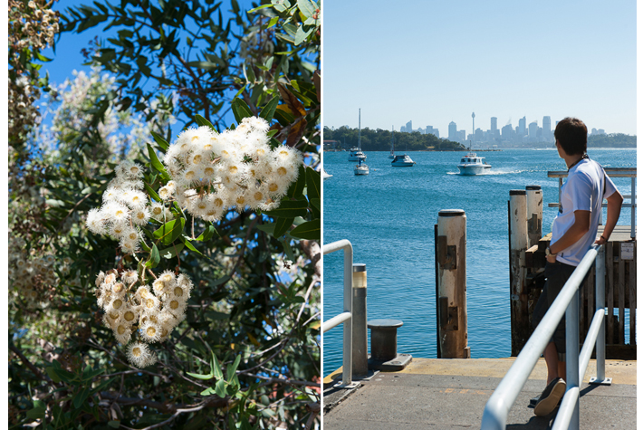 white flowering gum,waiting for the ferry