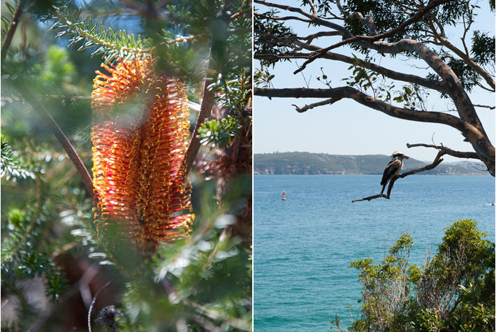 Bottle Brush, Kookaburra