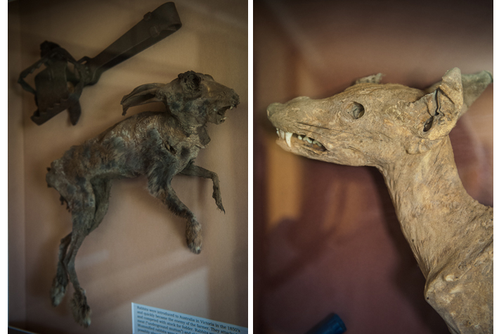 petrified beasties found under the homestead