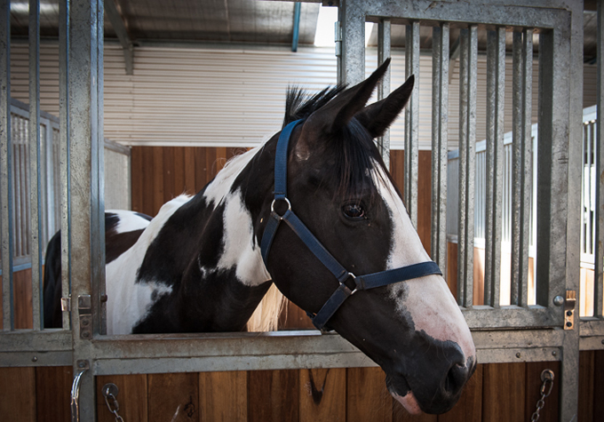 stables