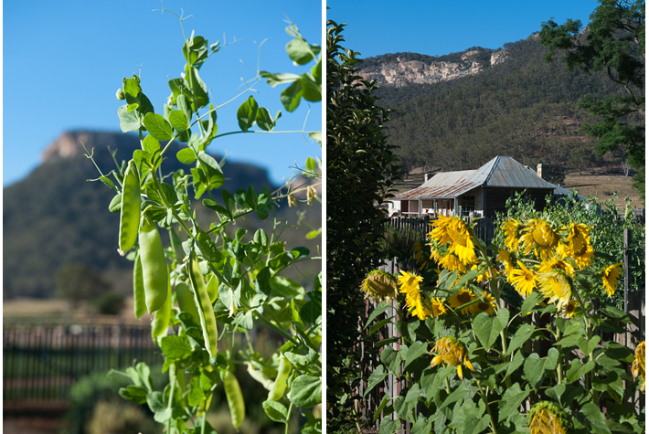 vegetable garden at the homestead